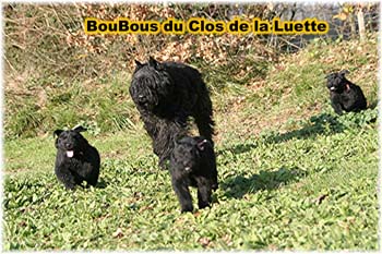 bouvier des flandres photo chiot - Elevage Clos Luette -  COPYRIGHT DEPOSE